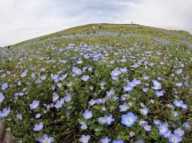 nemophila