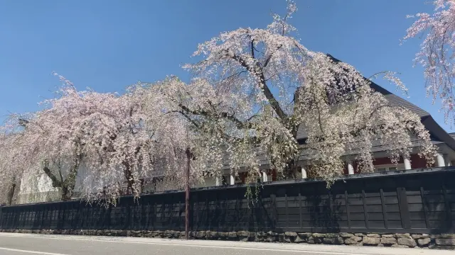 sakuraL